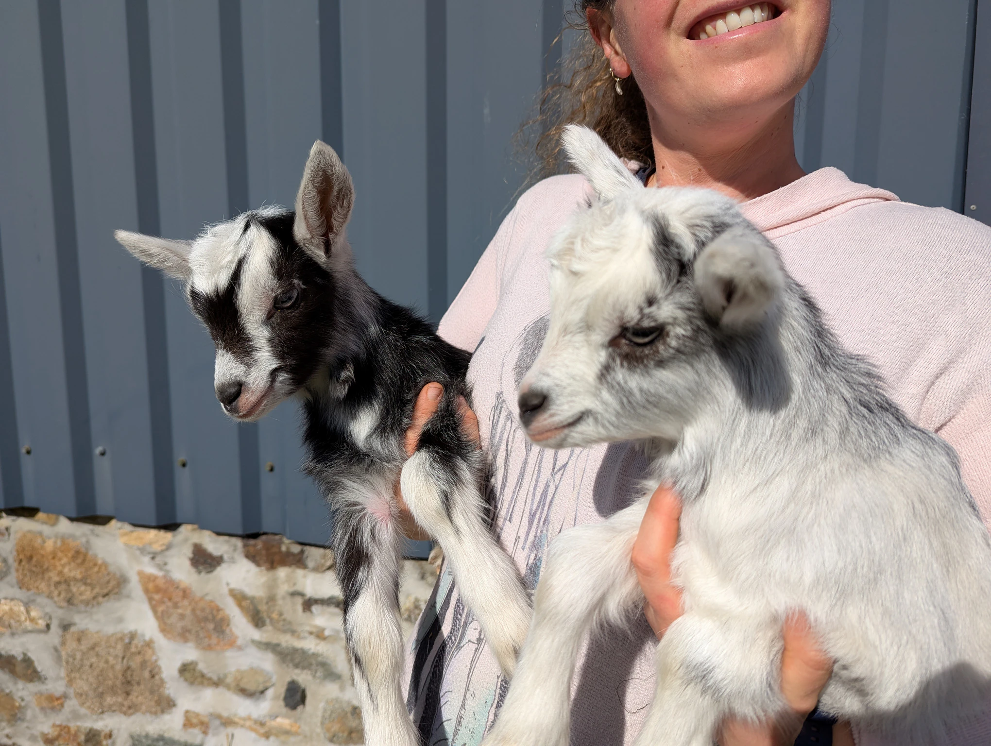 Animaux bretons - Image 2