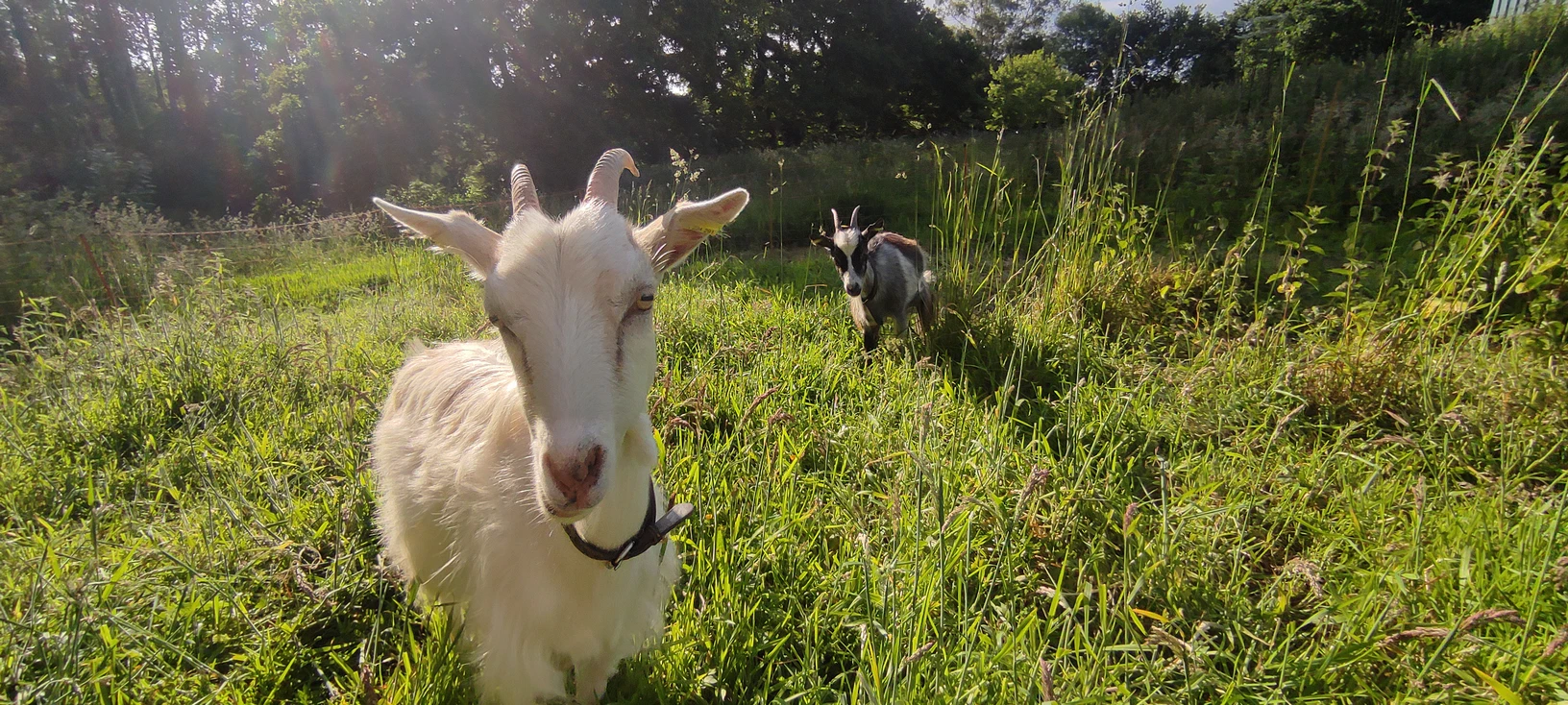 Animaux bretons - Image 3